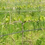 Bountiful cover crops at Avondale
