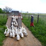 Ducks getting aboard Avondale Duck Mobile after a day?s work
