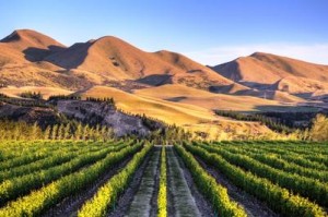 A vineyard near Waipara, in North Canterbury, New Zealand, in early morning sunlight.