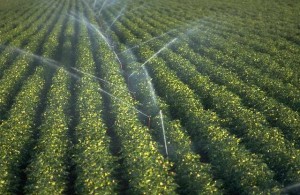 Traditional Crop Irrigation