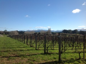 New Zealand Winery