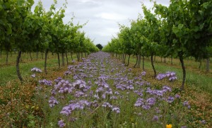 A cover crop of flowers naturally helps prevent soil erosion and maintain soil fertility.
