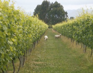 Sheep help pluck leaves off the vines.